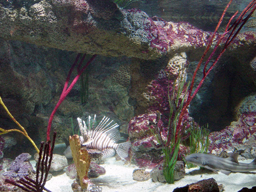 Aquarium